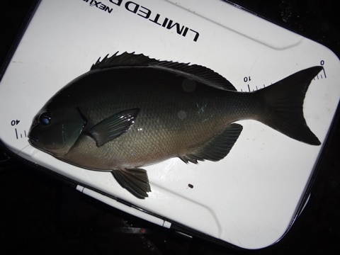 img_20160410-204154.jpg