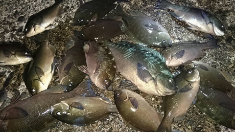 img_20160426-021853.jpg