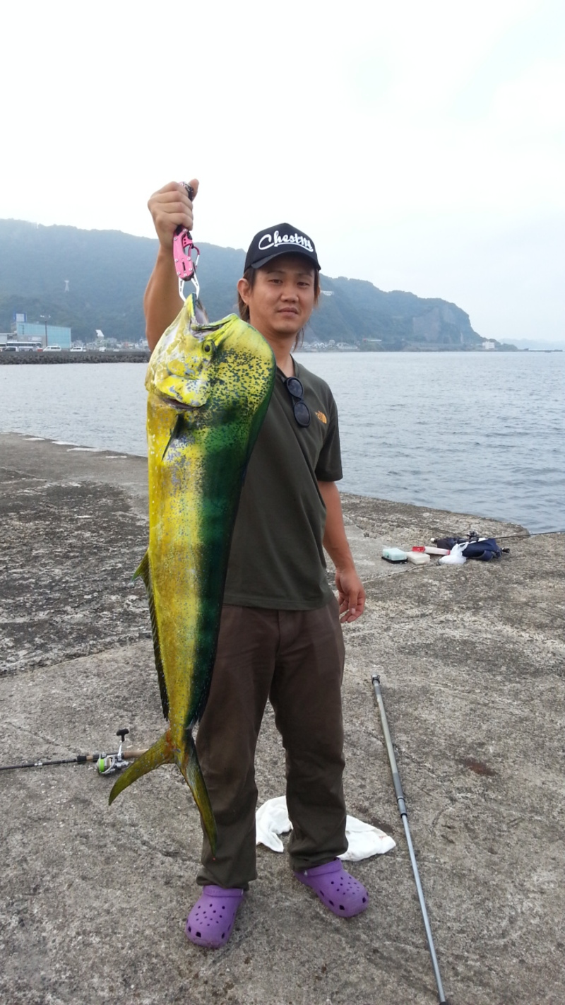 シイラ