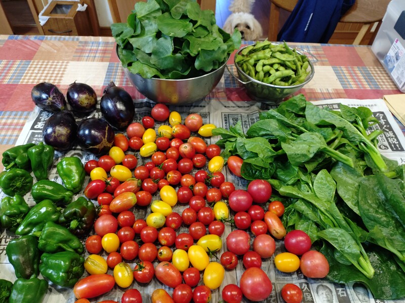 夏野菜を収穫してきました。画像