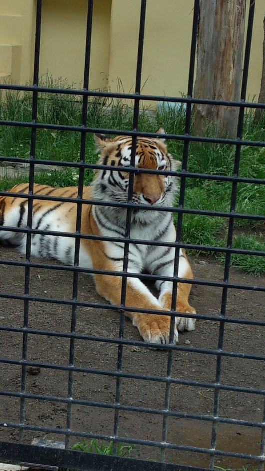 img_20130711-110918.jpg
