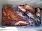 img_20130524-233903.jpg