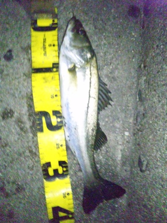 シーバス釣果(東海市)