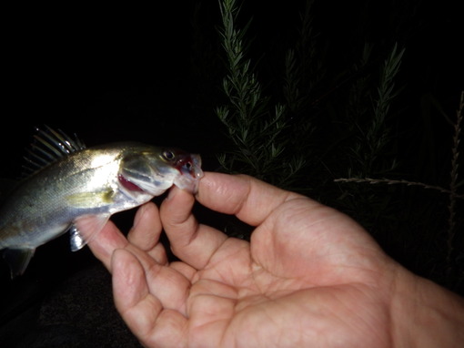 img_20130801-031616.jpg