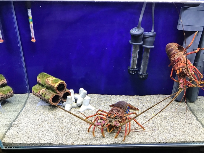 伊勢海老の飼育