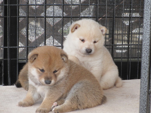 柴犬・豆柴専門ブリーダー くつかけ荘 交通アクセス