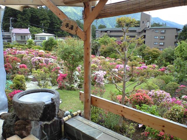 ツツジ満開