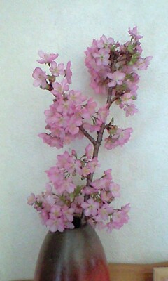 河津桜が満開です