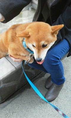 柴犬のお客さん