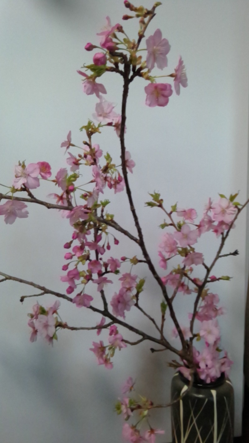 河津桜
