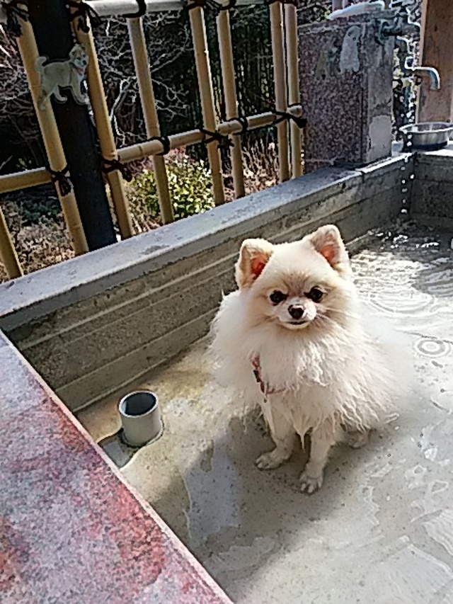 レン君