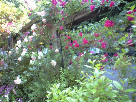img_20130607-123951.jpg