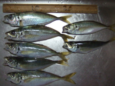 img_20130928-200959.jpg
