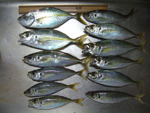 img_20131018-194017.jpg