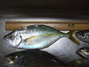 img_20131018-194032.jpg