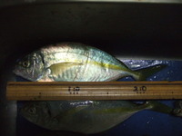 img_20131021-203403.jpg