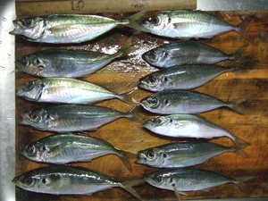 img_20131226-175539.jpg