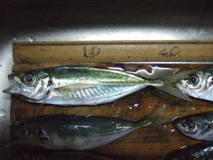 img_20131226-175559.jpg