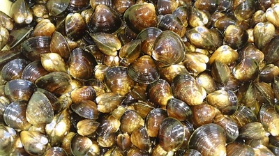 しじみ通販