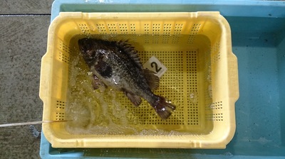 赤貝 本日は漁場を変えて!
