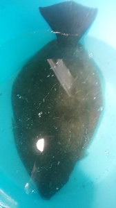 ホシガレイの水揚げ!