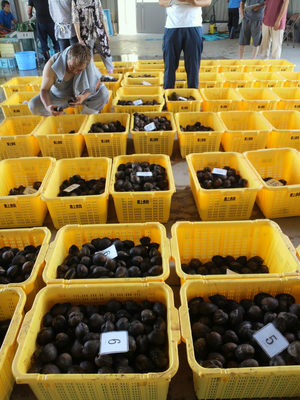 閖上漁港魚市場入札