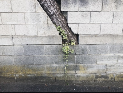 wall