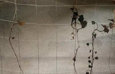 自然の織りなす絵画
