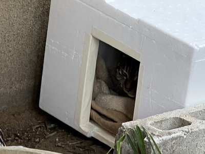 ◯ハウス母体