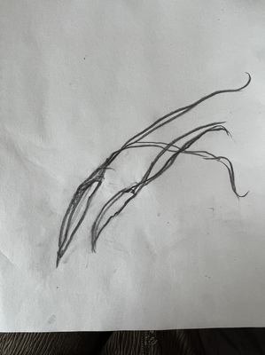 蟹