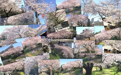 3月31日 四谷は桜満開です。