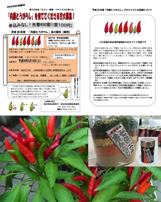 四谷名物 『 内藤とうがらし』 を育てませんか? 　 内藤とうがらし苗　販売会