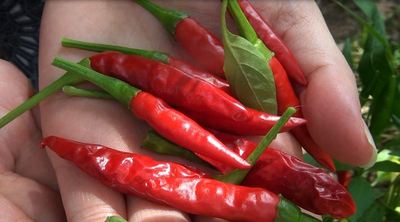 四谷名物「内藤とうがらし」動画Local specialty Naito red pepper