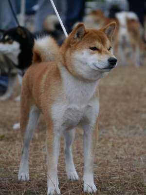 彩虹の杏樹号　　　　　(宮城彩虹荘)