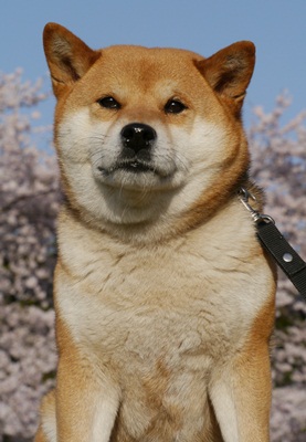 白鴎の桜号　　　　　　(八戸白鴎荘)