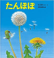4月19日「たんぽぽ」