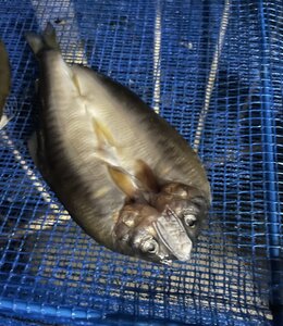 IMG_4064.jpeg