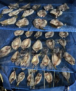 IMG_5039.jpeg