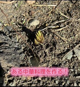 IMG_5107.jpeg