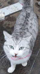 凛々しいマカロン