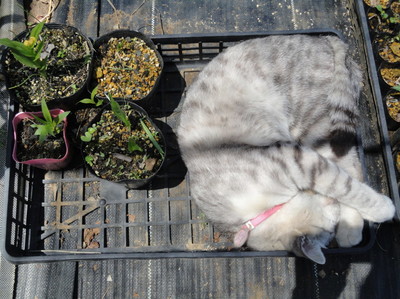 植木鉢の仲間入り