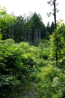 小橋浜松観音堂