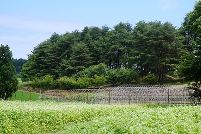西田沢小公園
