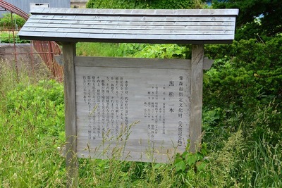 昇龍の松