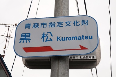 昇龍の松
