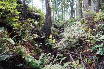 湯ノ沢館跡･麓の壕道