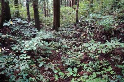 湯ノ沢館跡･尾根筋と山頂曲輪を分ける周壕
