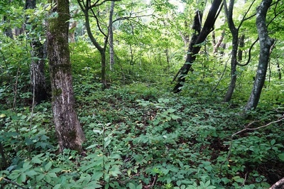 湯ノ沢館跡・山頂曲輪内
