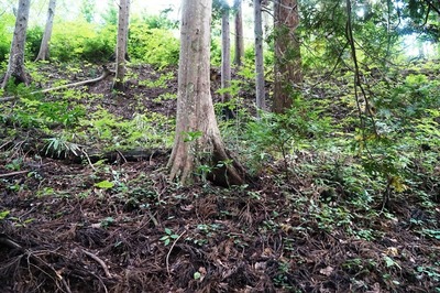 湯ノ沢館跡・南側切岸