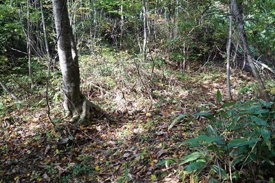 湯ノ沢館・Ｕ字形周壕域手前の窪地